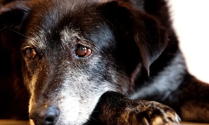 Justiça condena lojista a 5 anos de reclusão por maus-tratos a cães