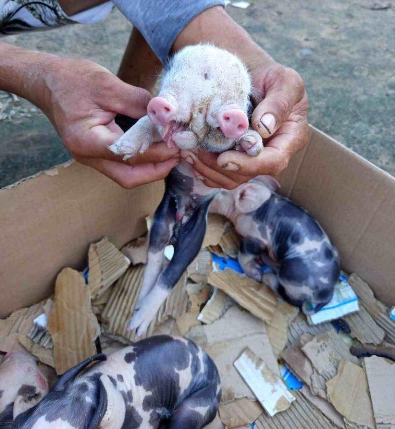 Porco nasce com duas cabeças em comunidade rural de Feira de Santana