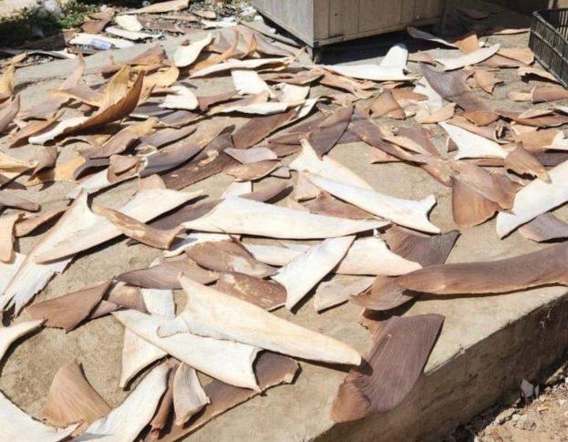 Polícia Federal encontra mais de uma tonelada de barbatanas de tubarão em cidade baiana