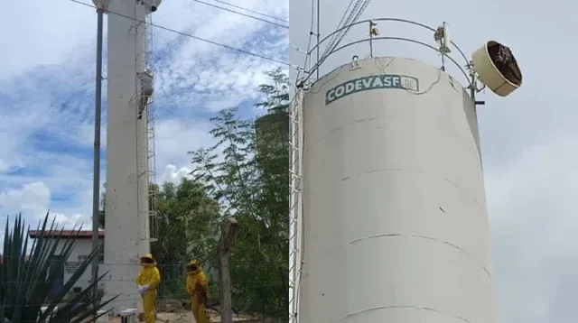 Ataque de abelhas deixa cinco pessoas feridas e dois cachorros mortos no norte da Bahia